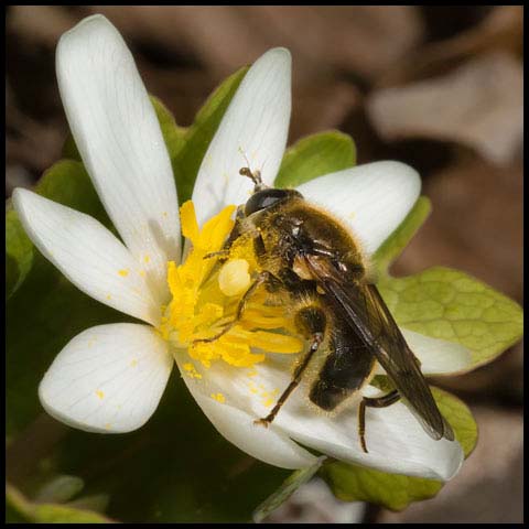 Eastern Catkin Fly