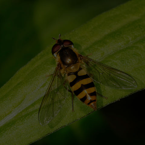 Emarginate Smoothtail