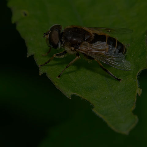 European Drone Fly