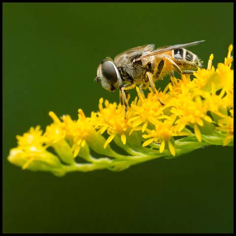 European Drone Fly