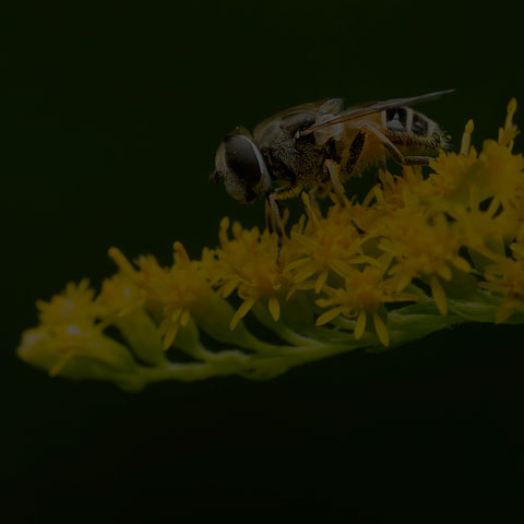 European Drone Fly