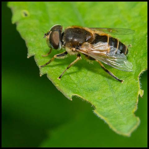 European Drone Fly