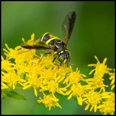 Four-lined Hornet Fly