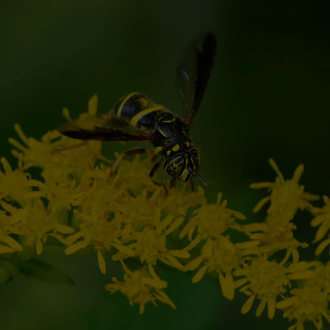 Four-lined Hornet Fly