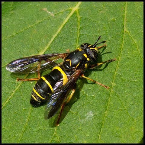 Four-lined Hornet Fly