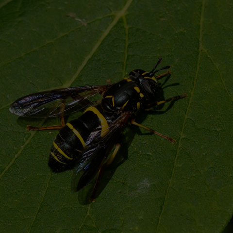 Four-lined Hornet Fly