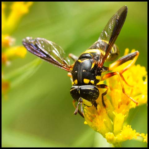 Four-lined Hornet Fly