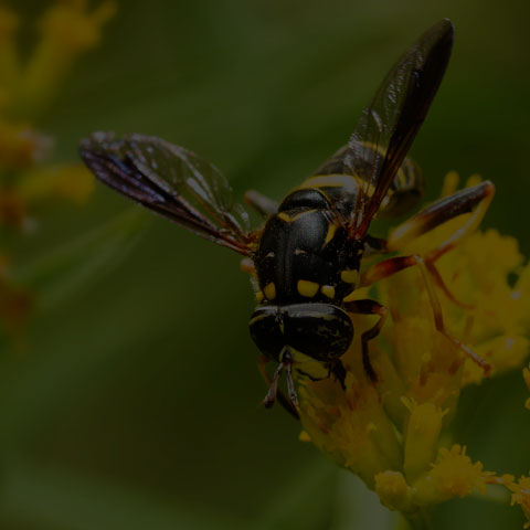 Four-lined Hornet Fly