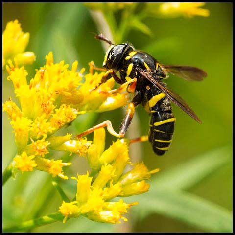 Four-lined Hornet Fly
