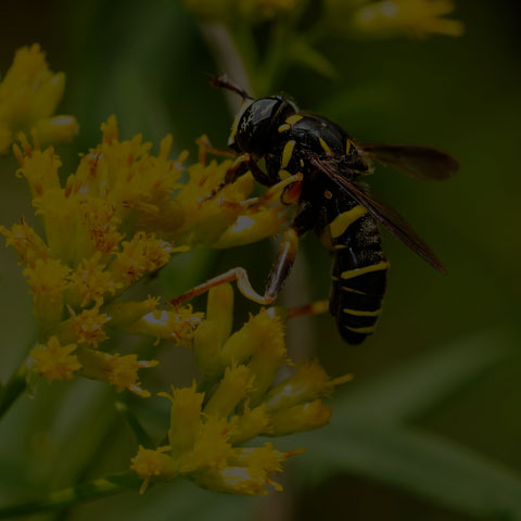 Four-lined Hornet Fly