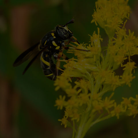 Four-lined Hornet Fly
