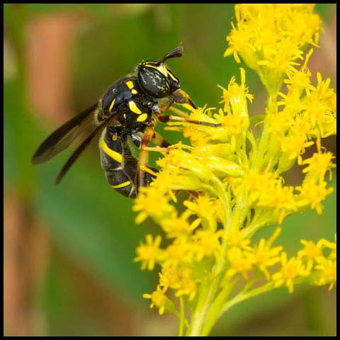 Four-lined Hornet Fly