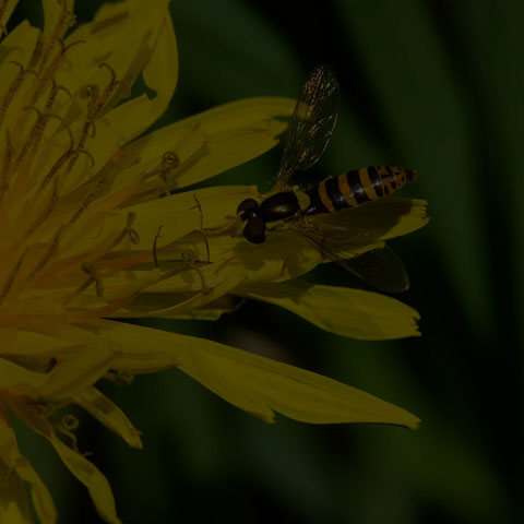 Globetail Hoverfly