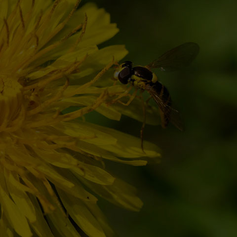 Globetail Hoverfly