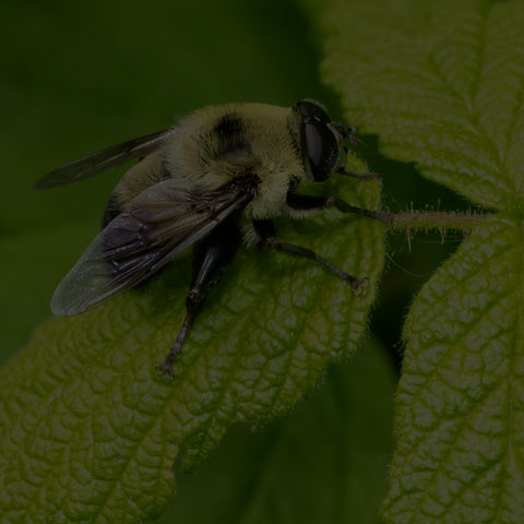 Hairy-eyed Mimic Fly