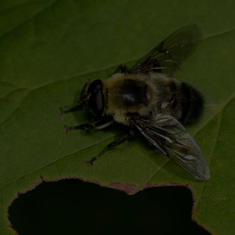 Hairy-eyed Mimic Fly