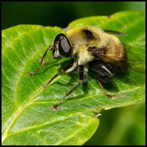 Hairy-eyed Mimic Fly