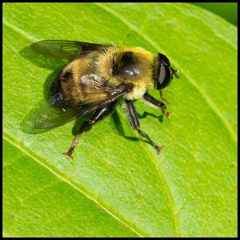 Hairy-eyed Mimic Fly