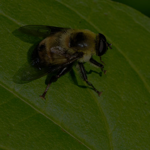 Hairy-eyed Mimic Fly