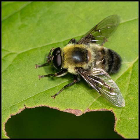 Hairy-eyed Mimic Fly