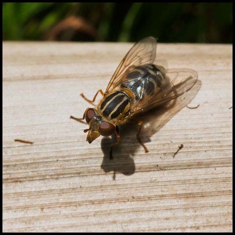 Long-nosed Swamp Fly