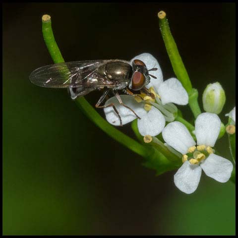 Many-tufted Sedgesitter