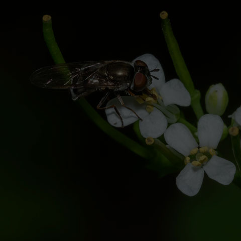 Many-tufted Sedgesitter