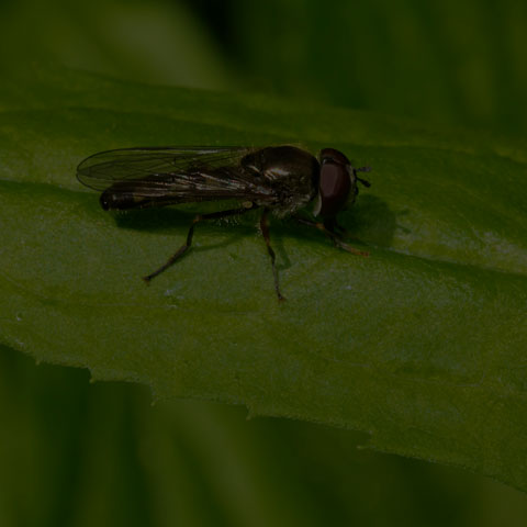 Many-tufted Sedgesitter