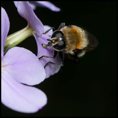 Narcissus Bulb Fly