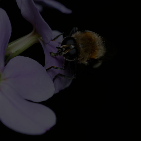 Narcissus Bulb Fly