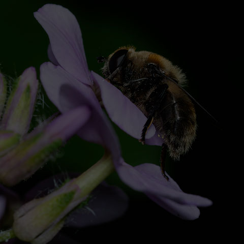 Narcissus Bulb Fly