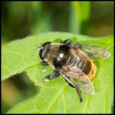 Narcissus Bulb Fly