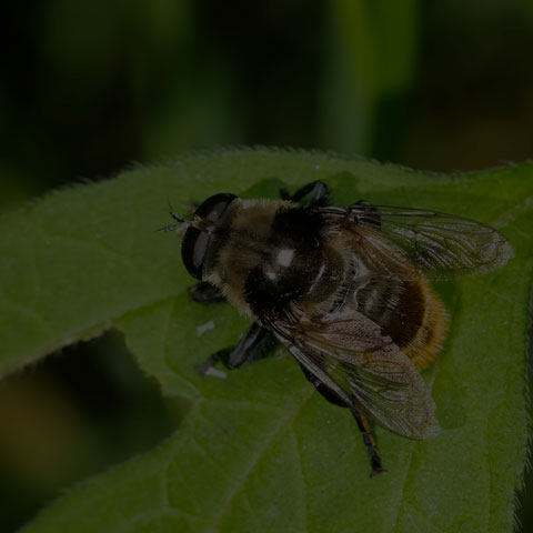 Narcissus Bulb Fly