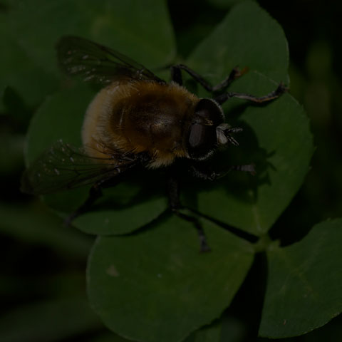 Narcissus Bulb Fly