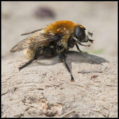 Narcissus Bulb Fly