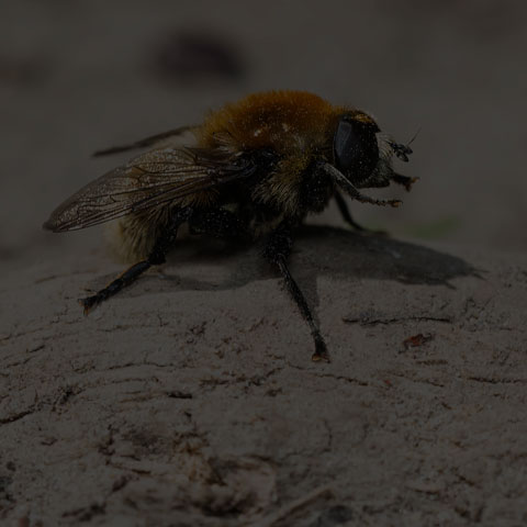 Narcissus Bulb Fly