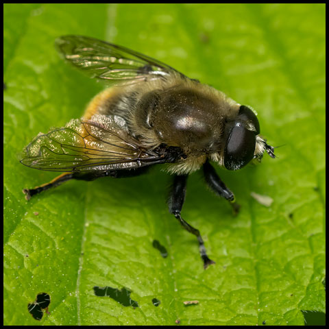 Narcissus Bulb Fly