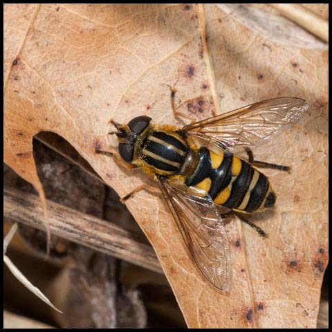 Narrow-headed Marsh Fly
