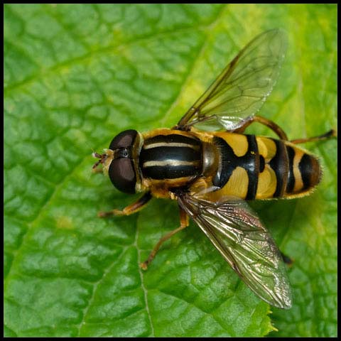 Narrow-headed Marsh Fly