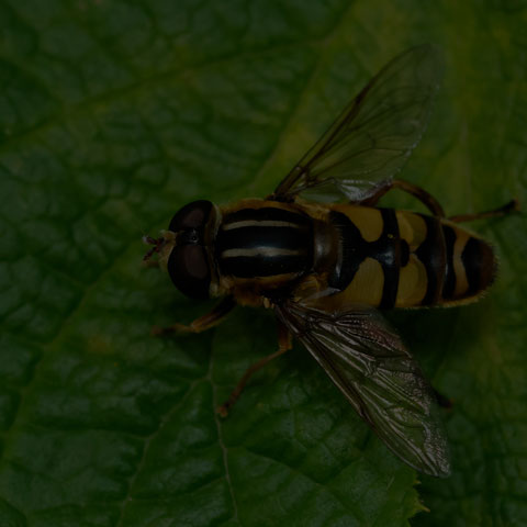 Narrow-headed Marsh Fly