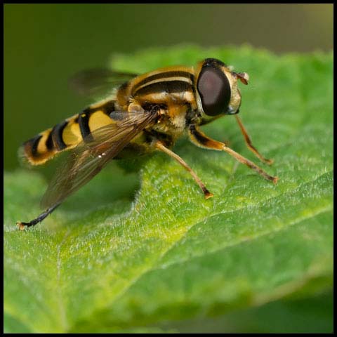 Narrow-headed Marsh Fly