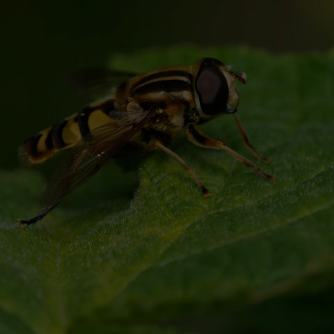 Narrow-headed Marsh Fly