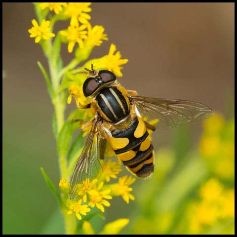 Narrow-headed Marsh Fly