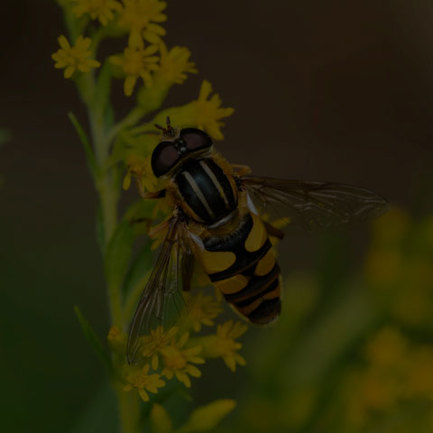 Narrow-headed Marsh Fly