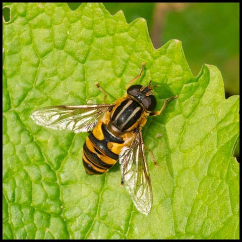 Narrow-headed Marsh Fly