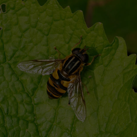 Narrow-headed Marsh Fly
