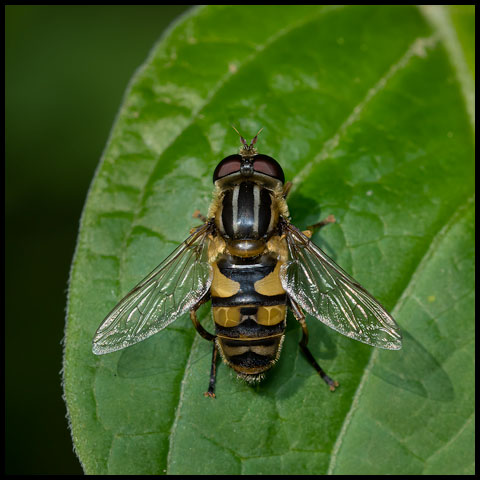 Narrow-headed Marsh Fly