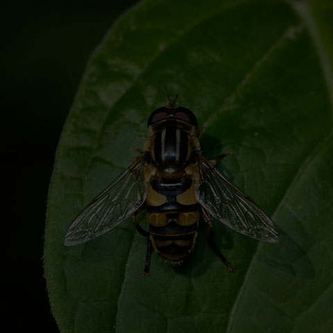 Narrow-headed Marsh Fly