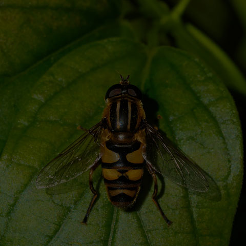 Narrow-headed Marsh Fly