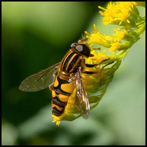 Narrow-headed Marsh Fly